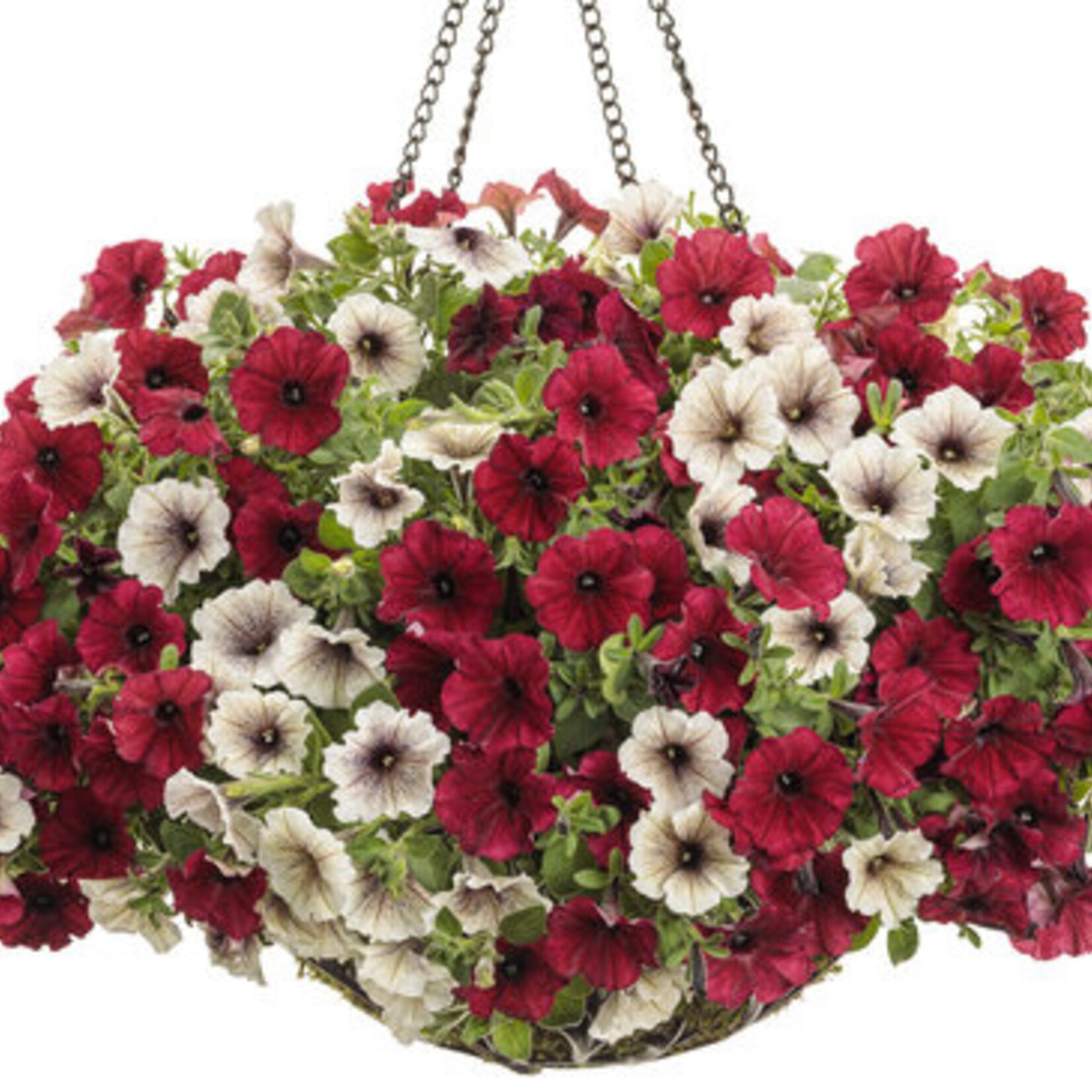 Stettler Swim Club Hanging Baskets