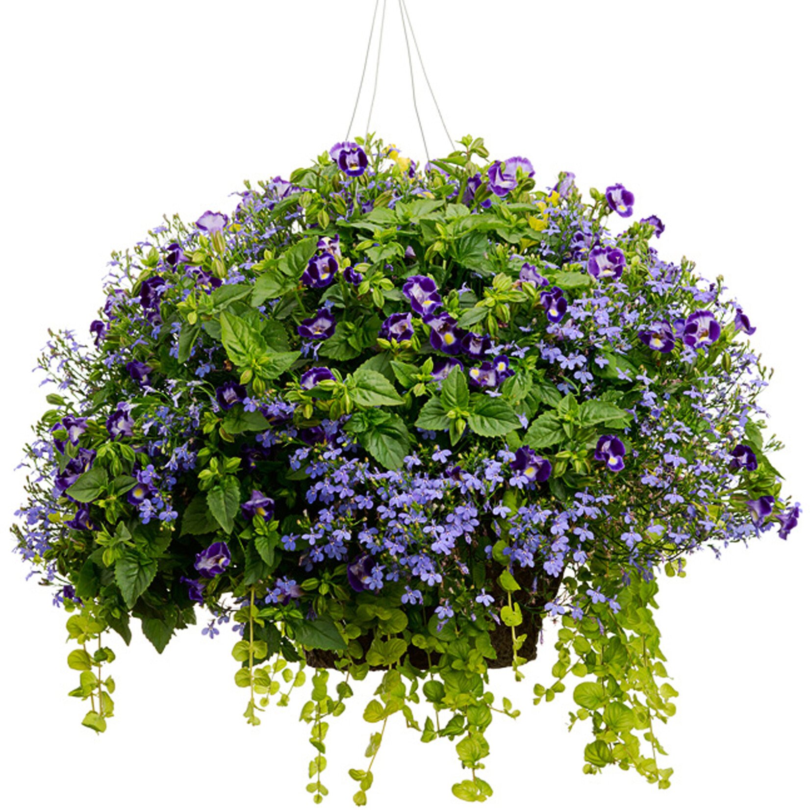 Stettler Swim Club Hanging Baskets