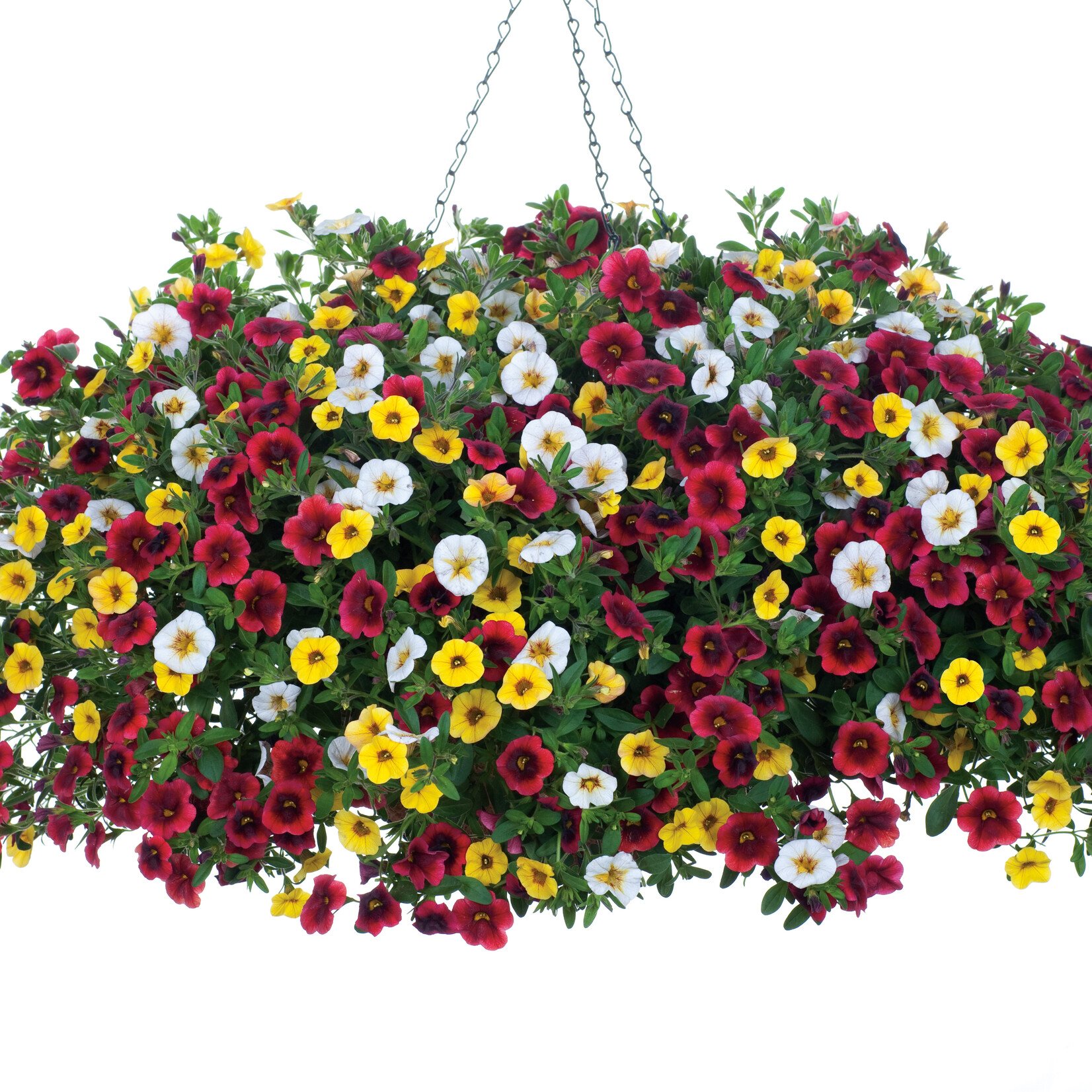 Stettler Swim Club Hanging Baskets