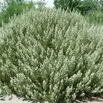 Fernbush