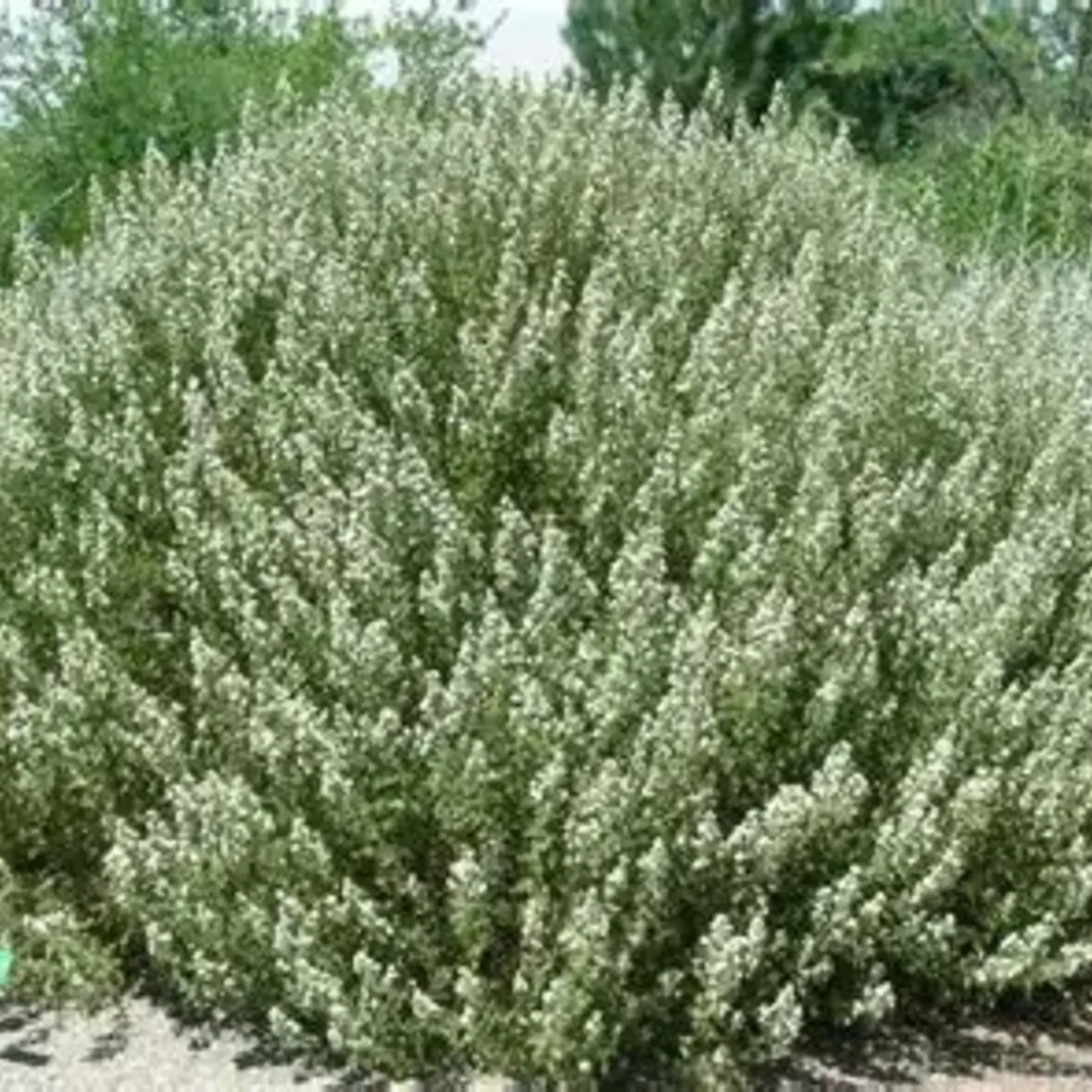 Fernbush 2 Gal