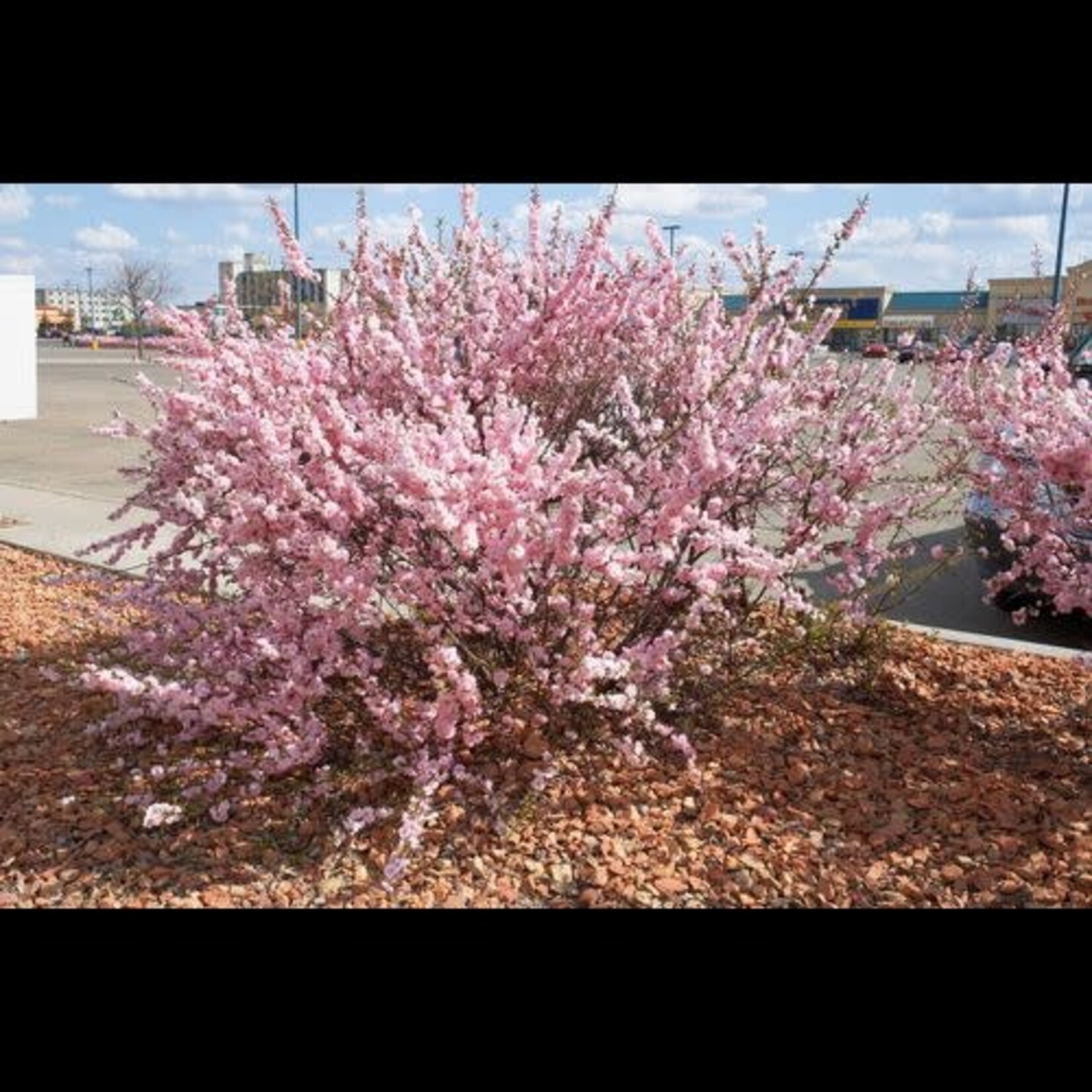 Double Flowering Plum 5 gal