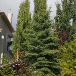 Evergarden Spruce White