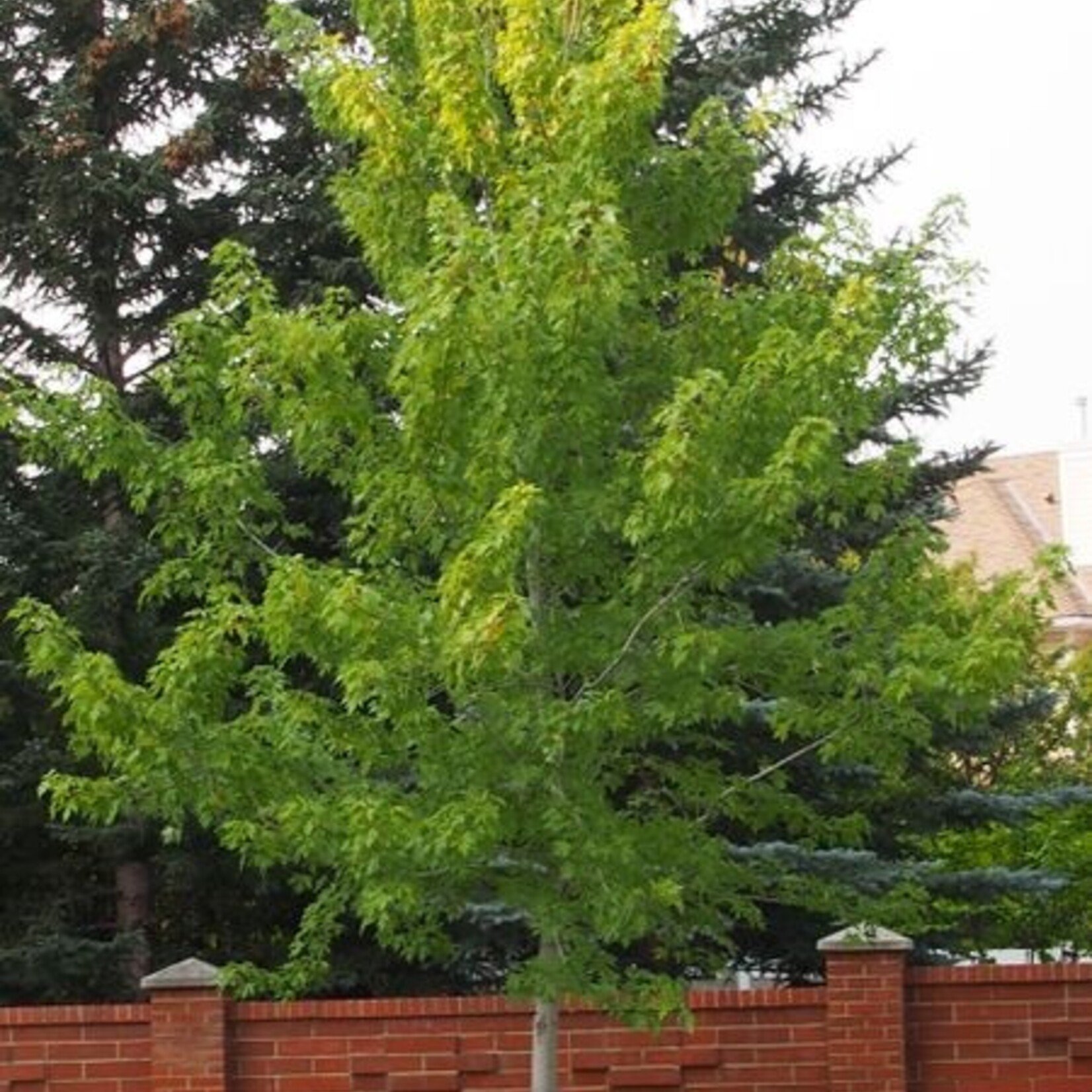 Maple Autumn Blaze 5 gal