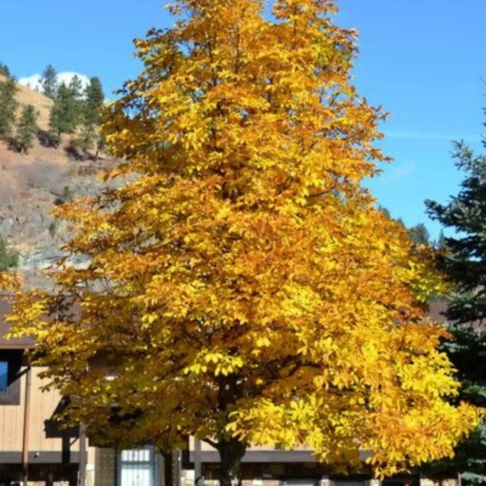 Buckeye Autumn Splendor
