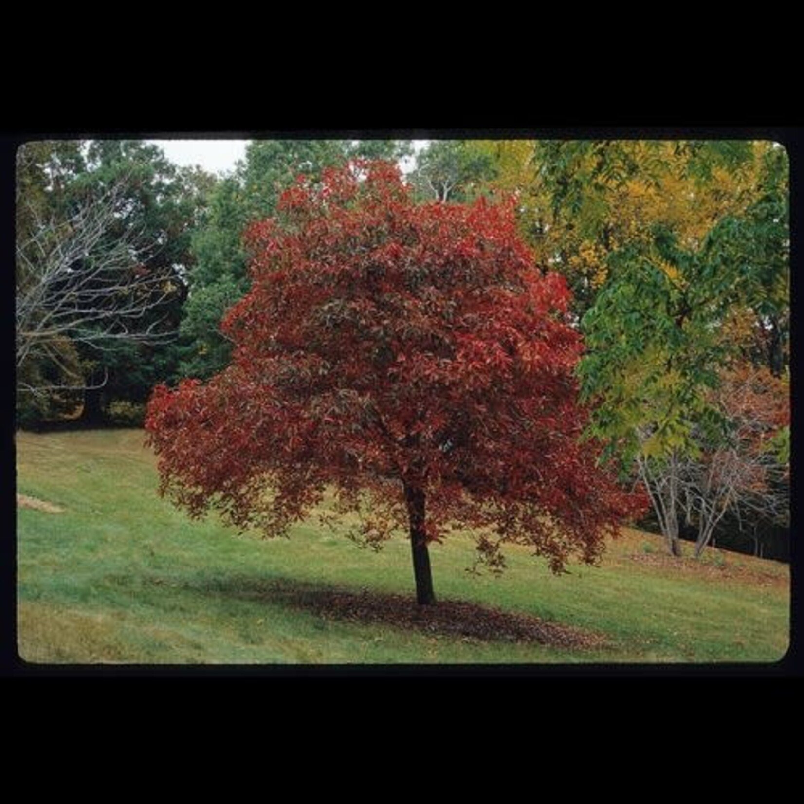 Buckeye Autumn Splendor