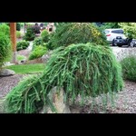 Weeping Larch
