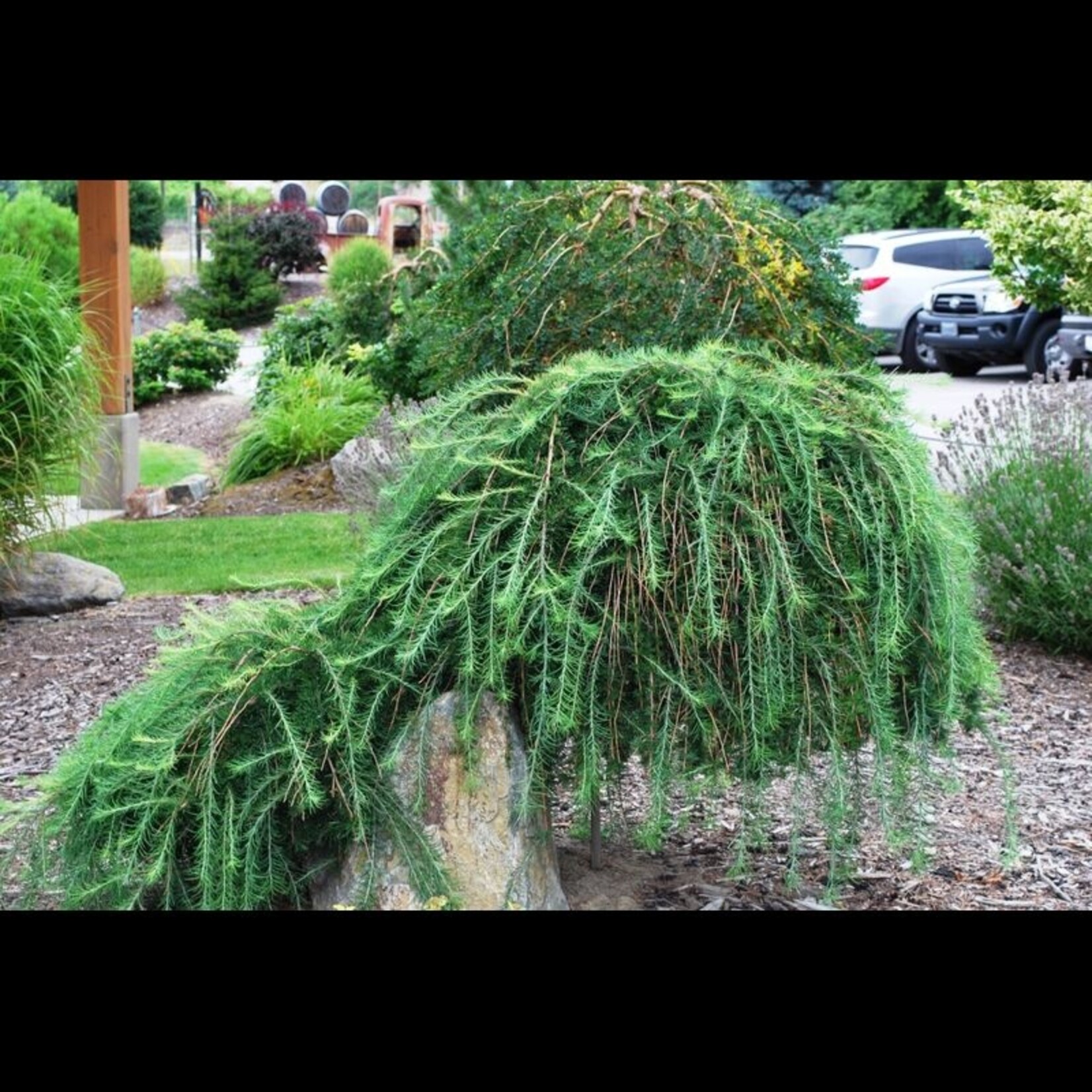 Weeping Larch 5 Gal