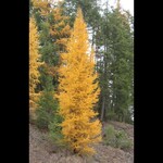 Native Larch