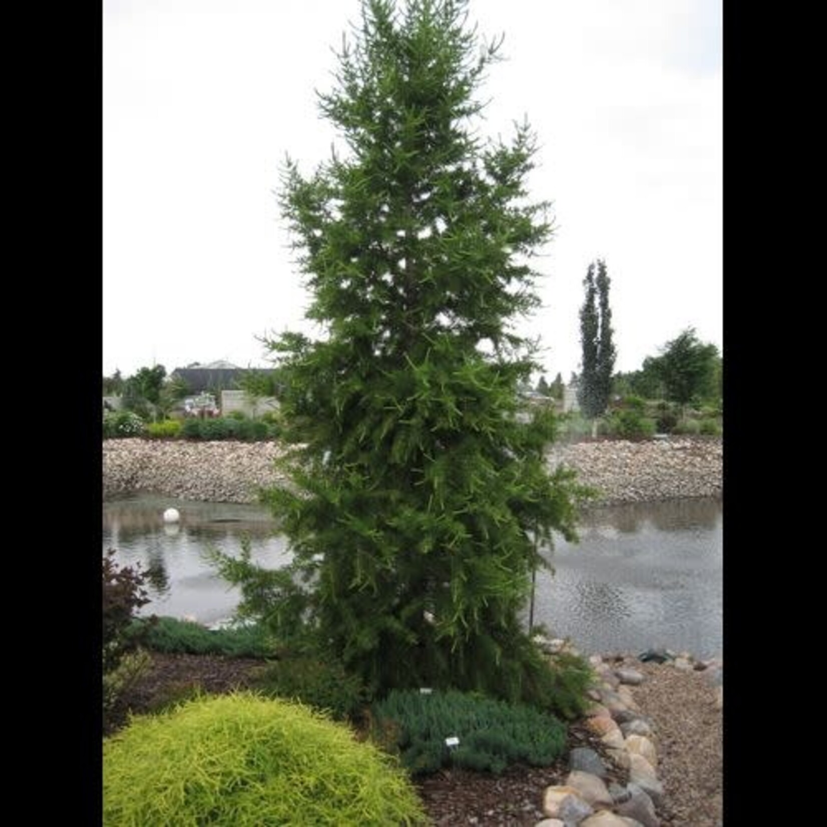 Larch Siberian