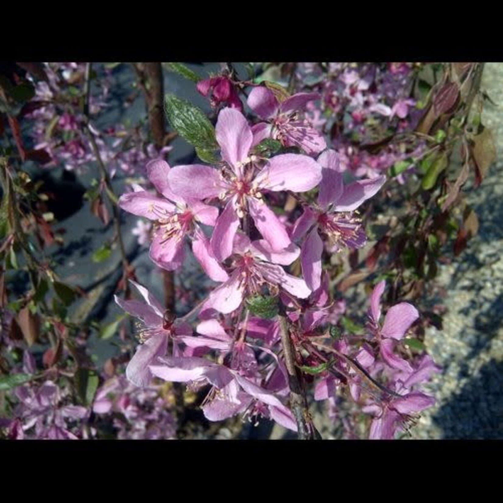 Crabapple Ornamental Rosy Glo Weeping