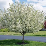 Ornamental Crabapple Velocity Flowering