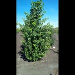 Trembling Aspen Prairie Skyrise 5 Gal