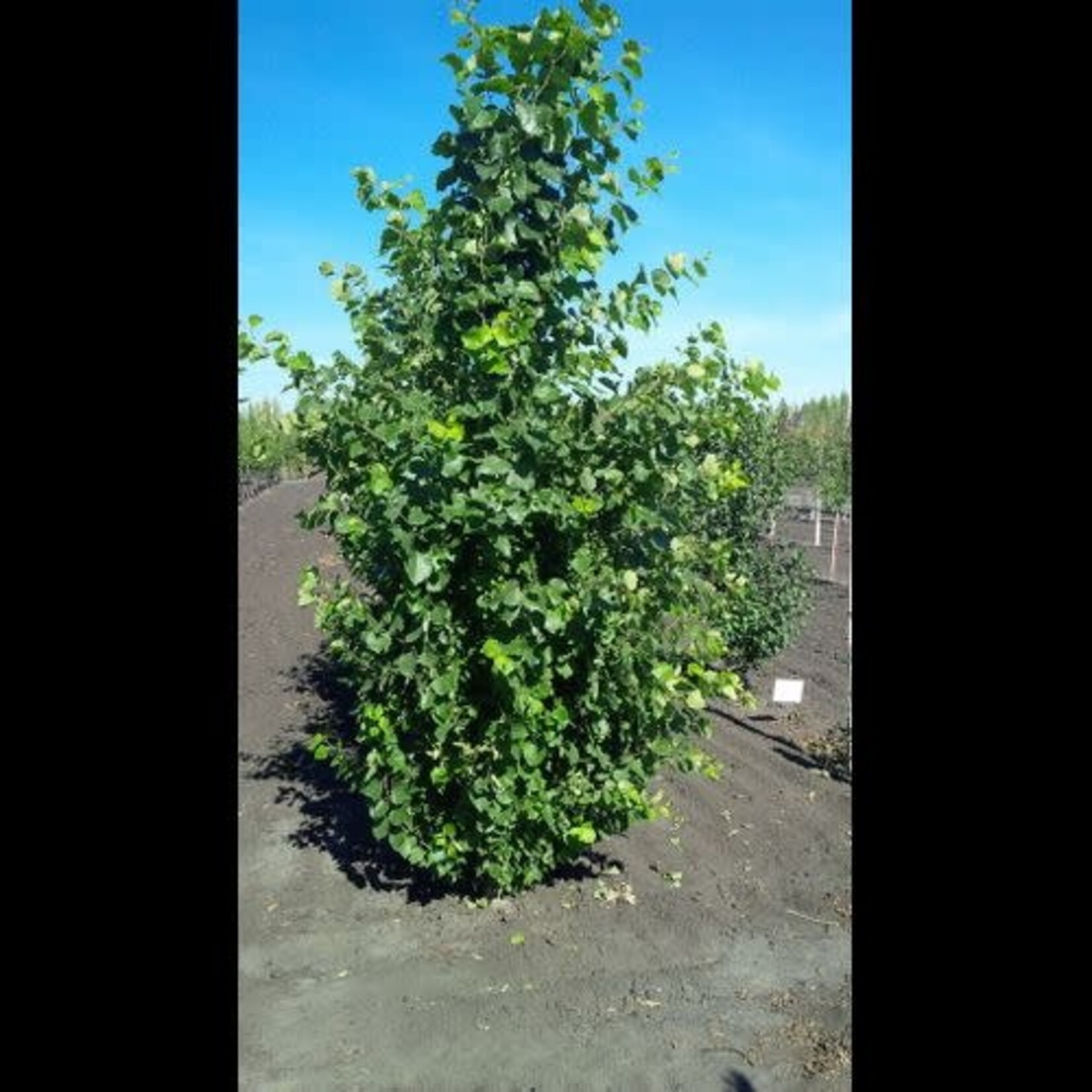 Trembling Aspen Prairie Skyrise 2 Gal