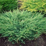 Juniper Andorra Compact