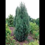 Juniper Blue Arrow