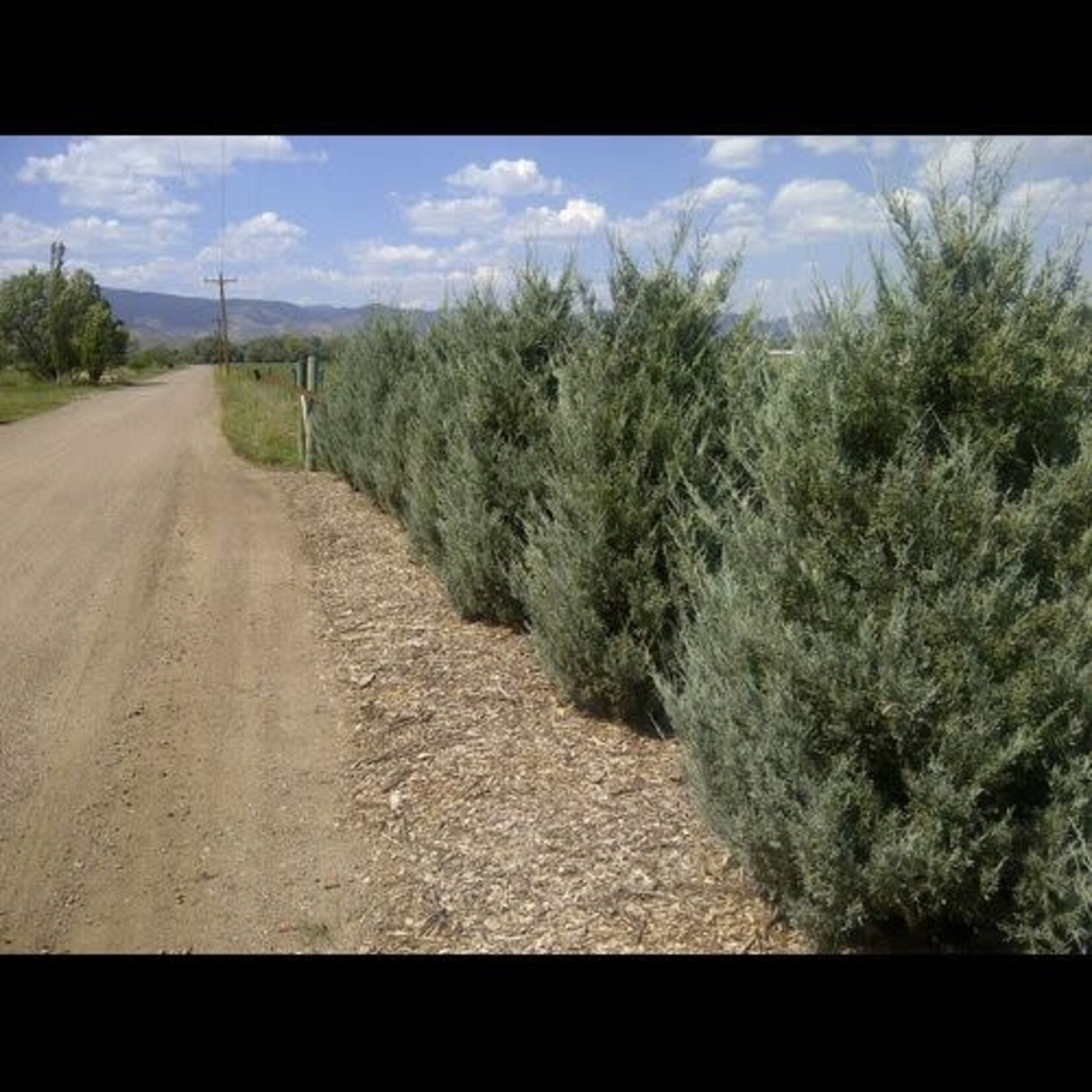 Juniper Wichita Blue