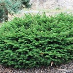 Bird's Nest  Spruce