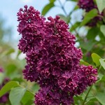 Lilac Charles Joly French