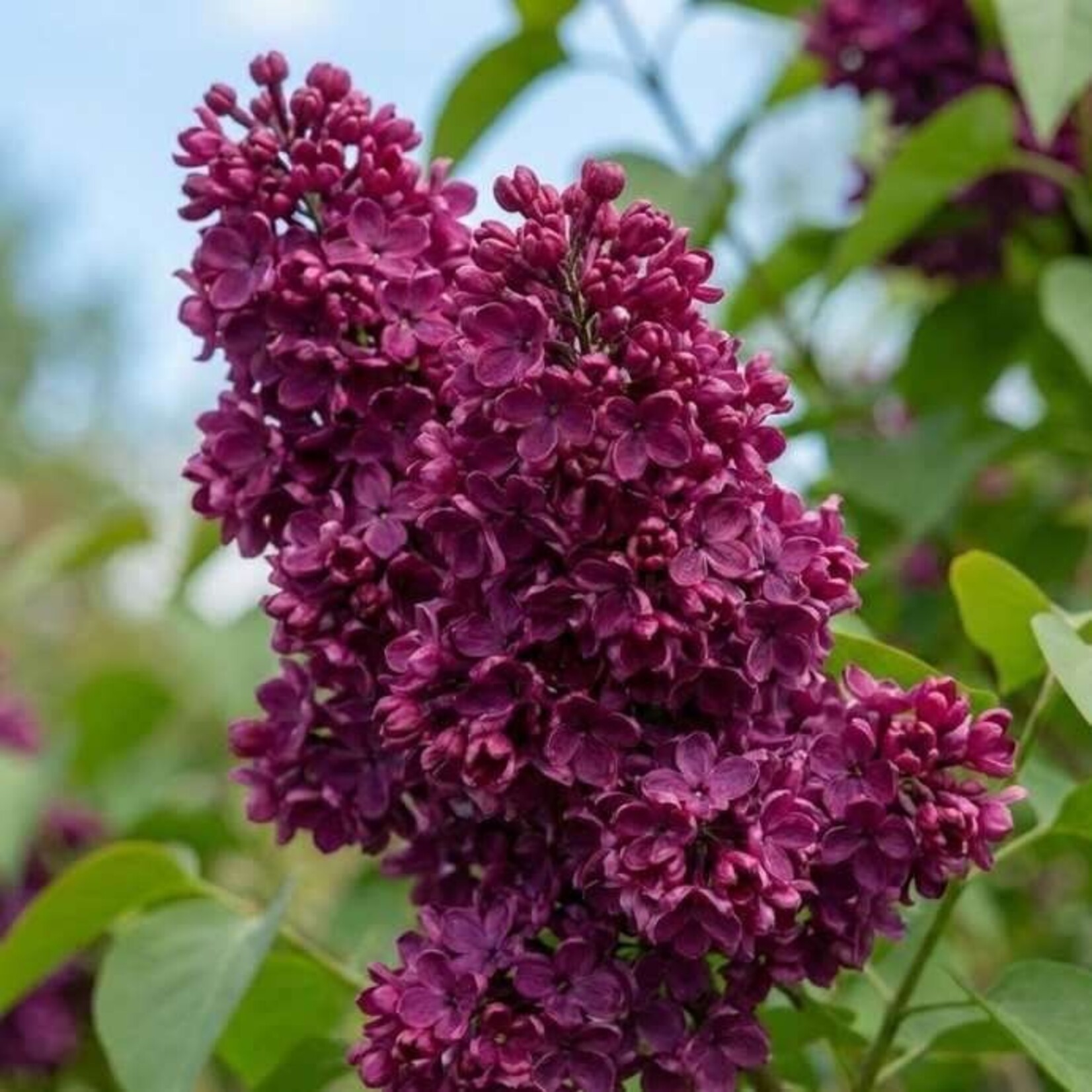 Lilac Charles Joly French