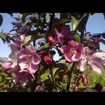 Ornamental Crabapple Velocity Flowering  10 Gal