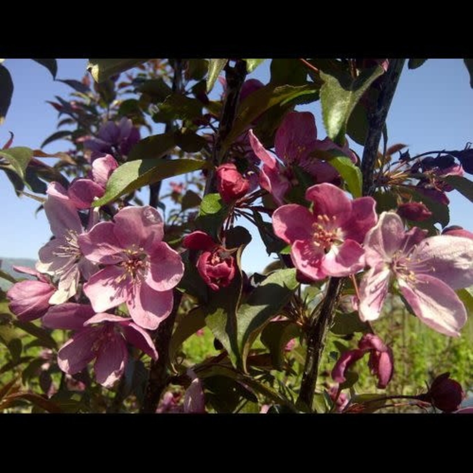 Ornamental Crabapple Velocity Flowering  10 Gal