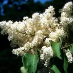 Japanese Tree Lilac
