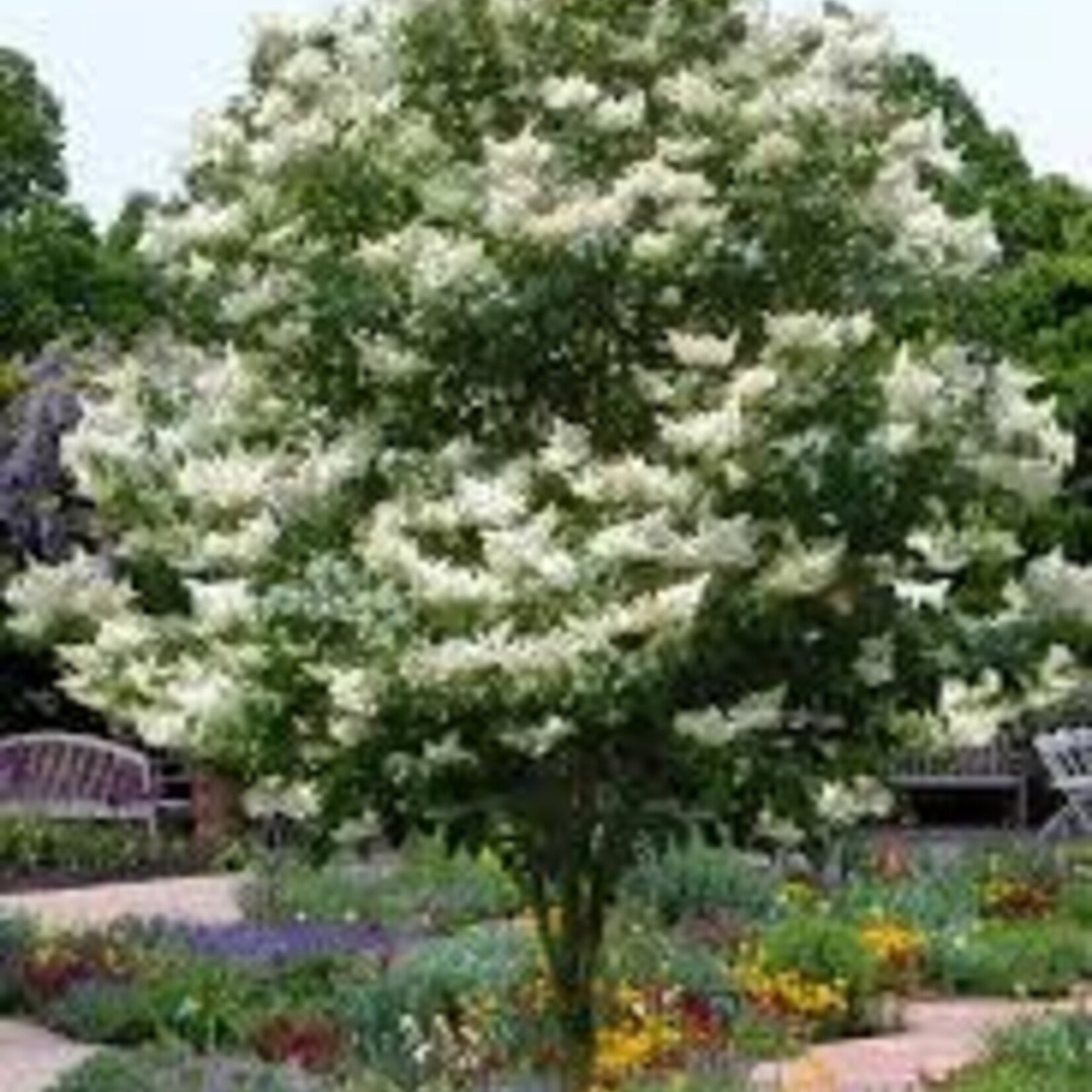 Japanese Tree Lilac
