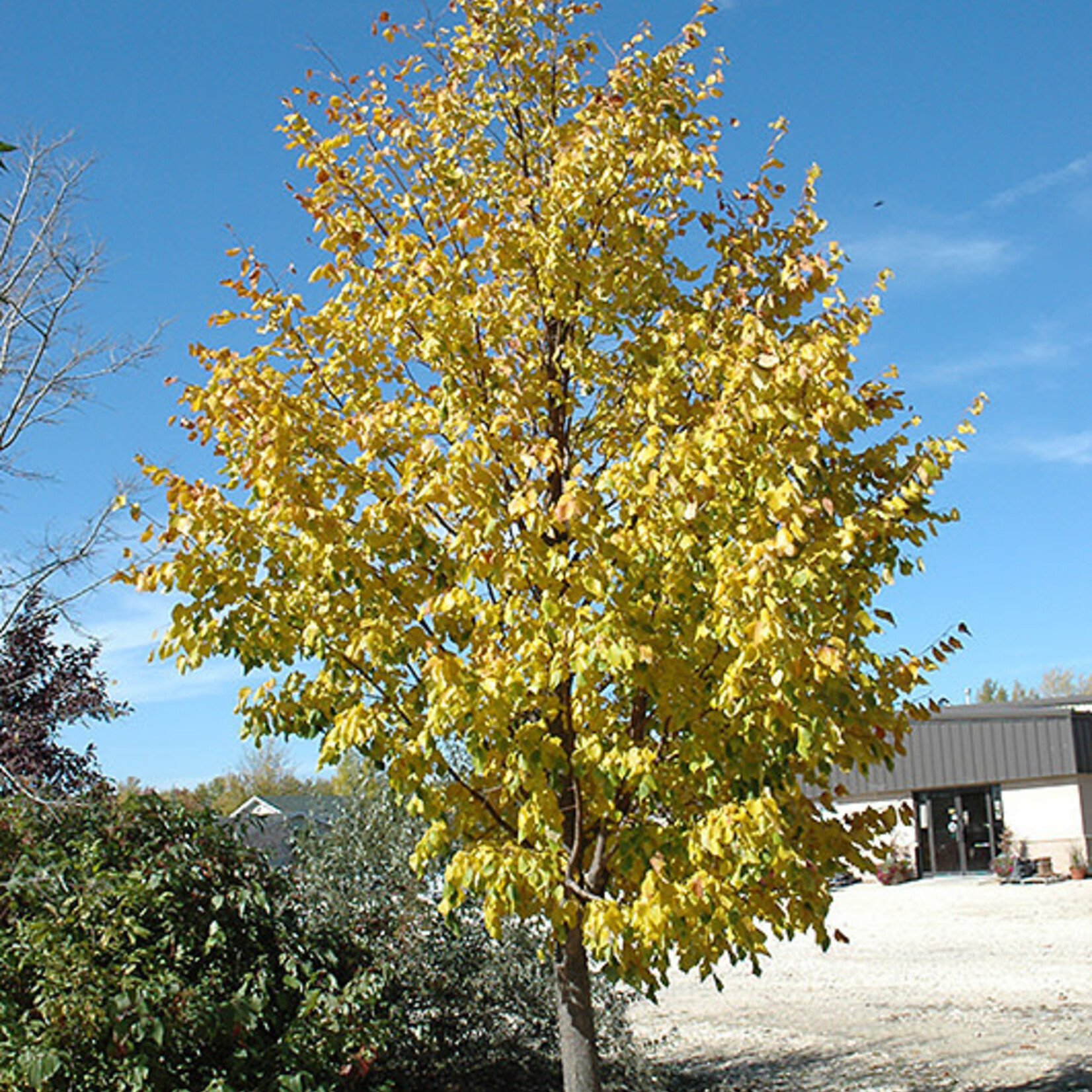 Linden Harvest Gold