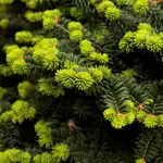 Dwarf Balsam Fir