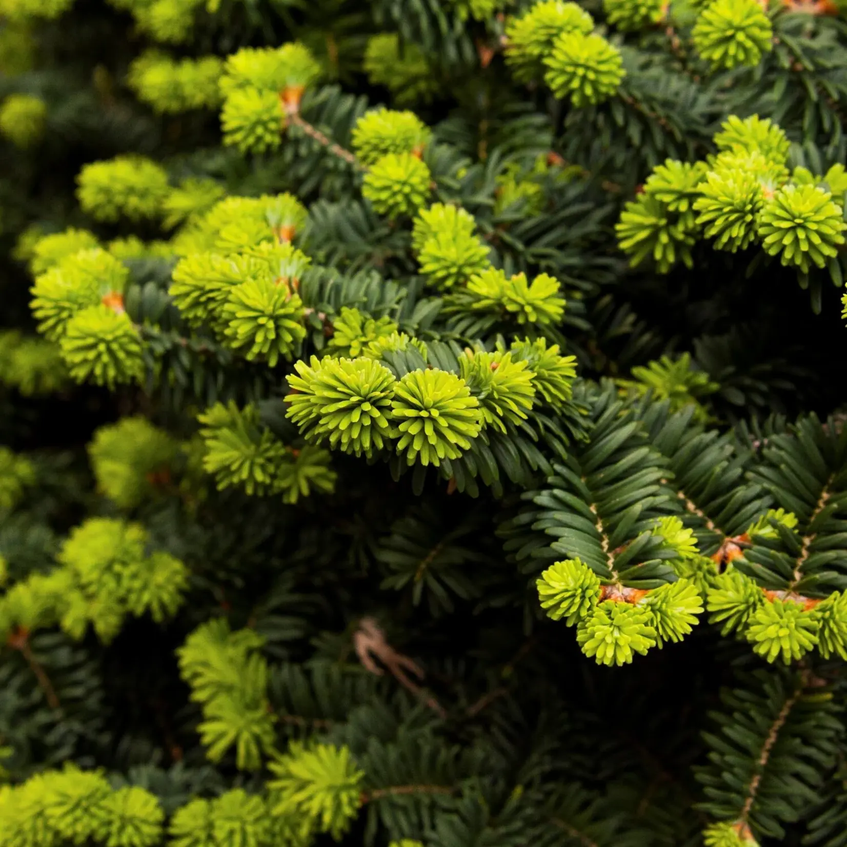 Dwarf Balsam Fir 2 gal