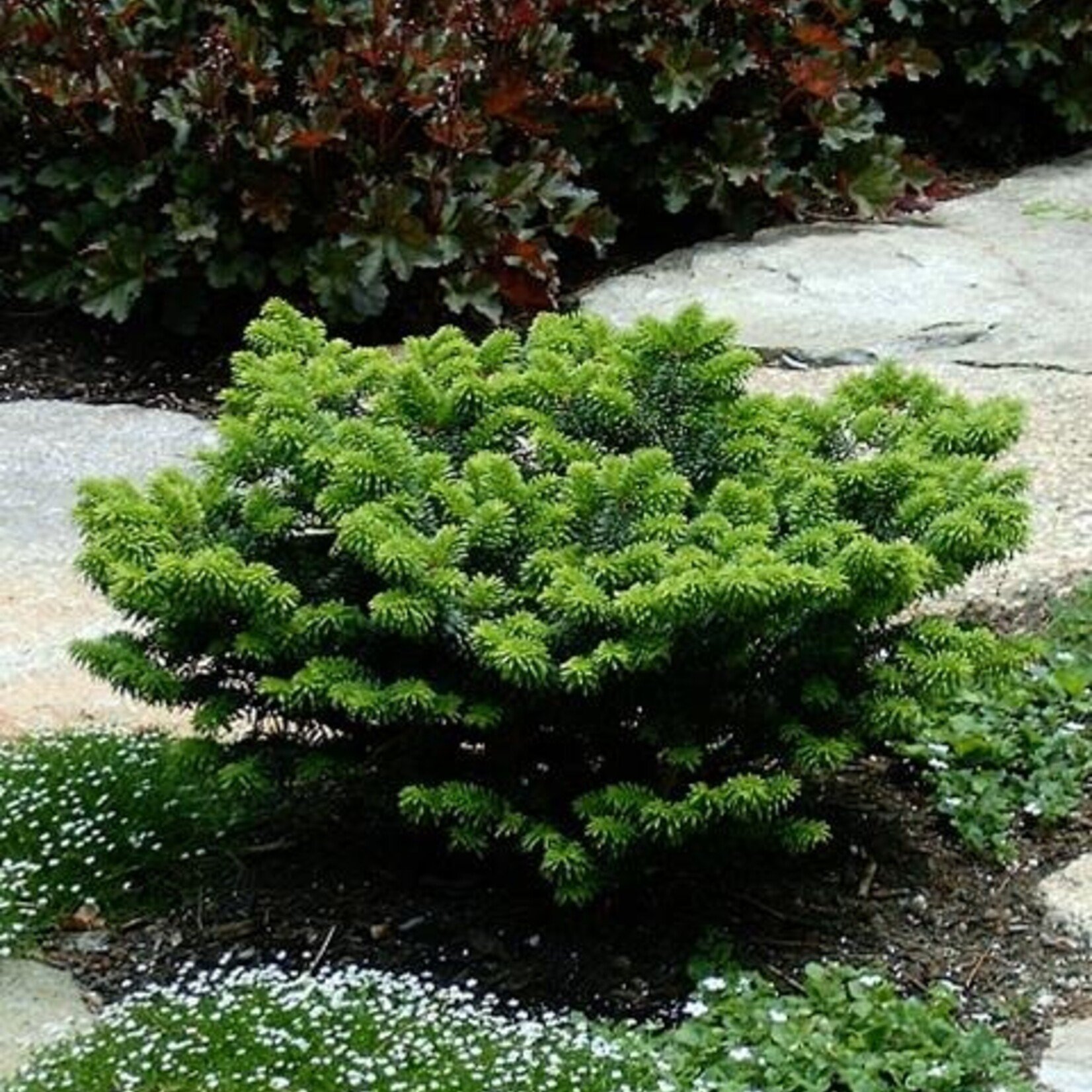 Dwarf Balsam Fir 2 gal
