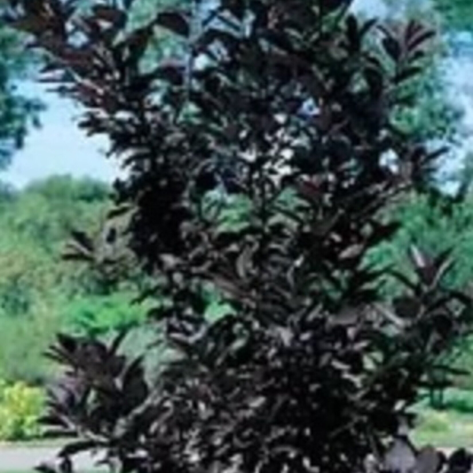 Schubert Morden 5 gal