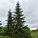 Siberian Fir