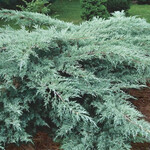 Juniper Grey Owl