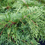 Russian Cypress 2 gal