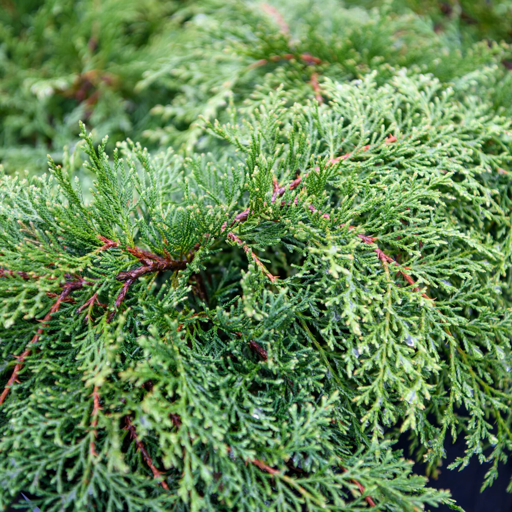 Russian Cypress 2 gal