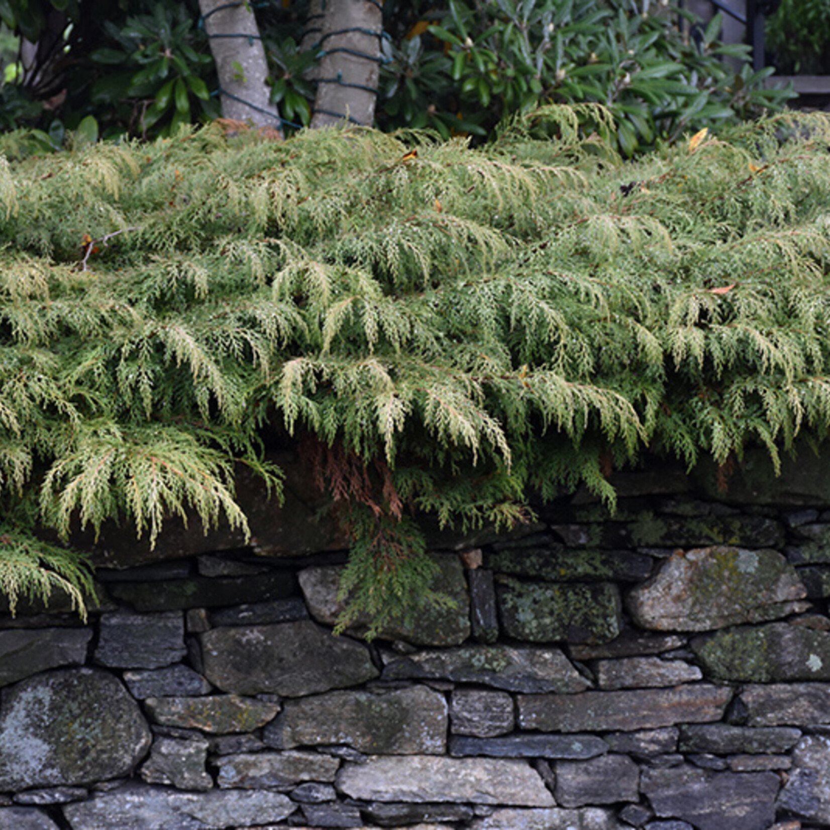 Russian Cypress 2 gal