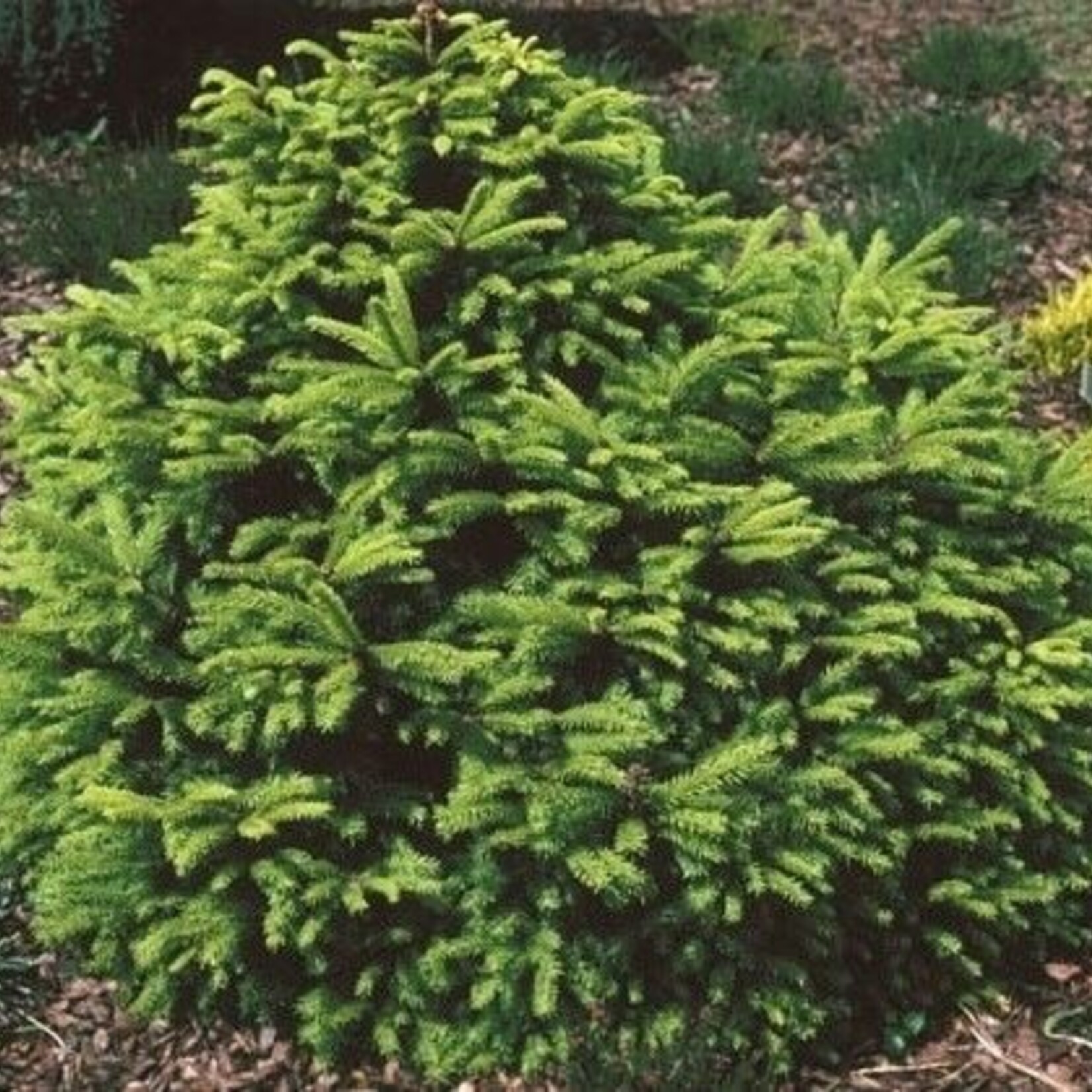 Ohlendorffi Spruce