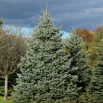 Spruce Baby Blue