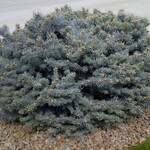 Globe Blue Spruce