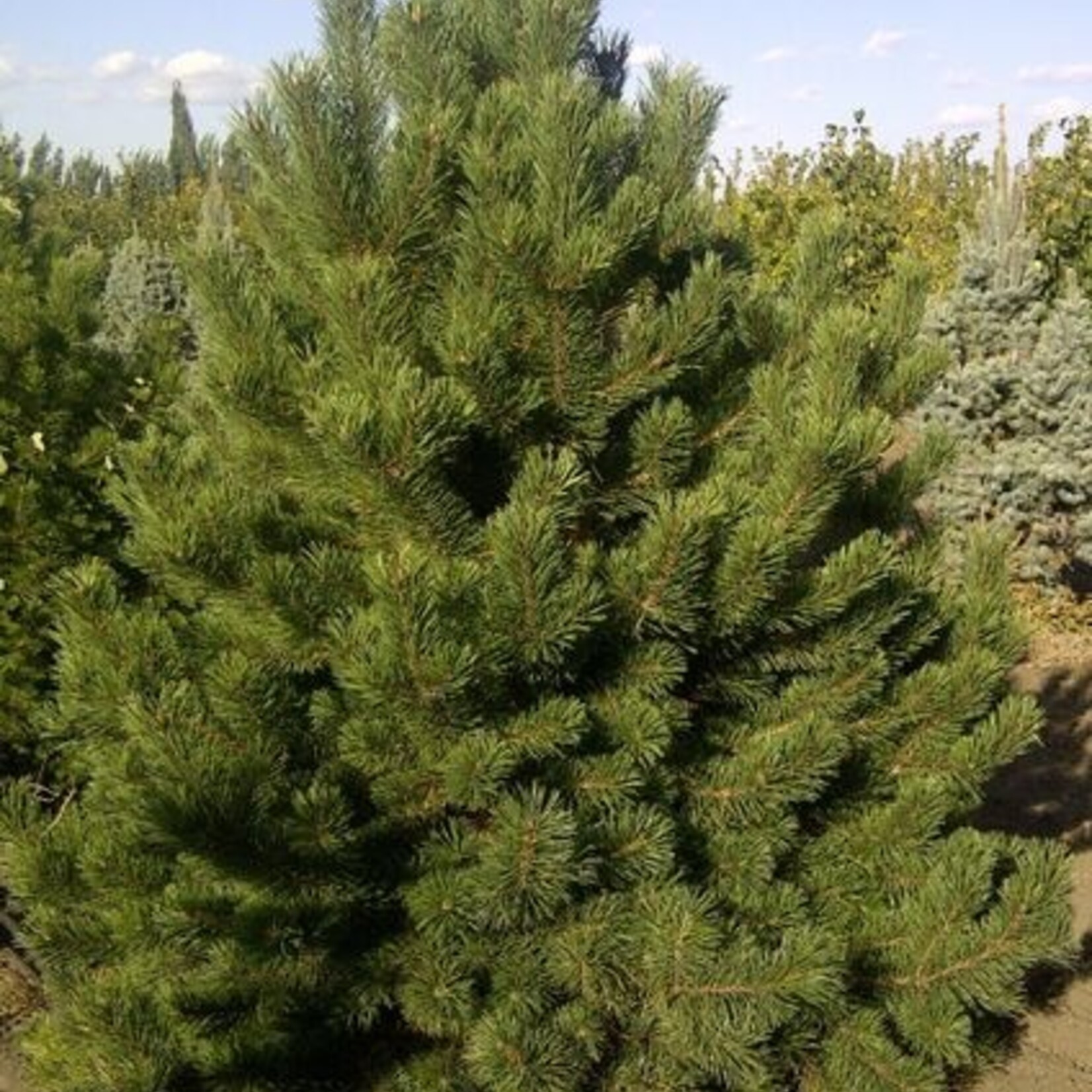 Mountain Pine