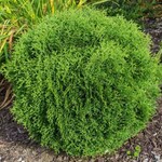 Globe Cedar Hetz Midget