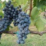 Grape Moden Concord / Blue Ice