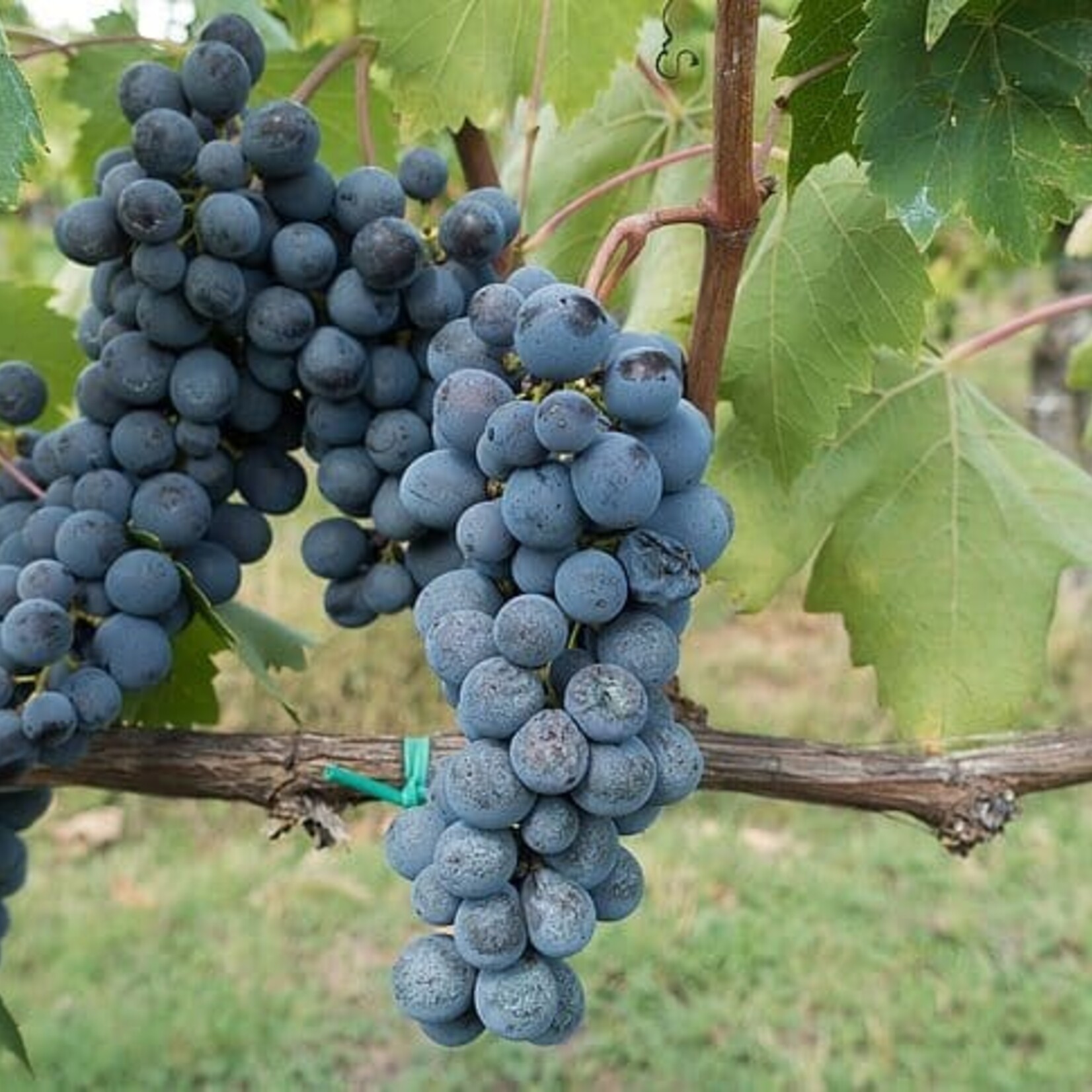 Grape Moden Concord / Blue Ice