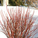 Dogwood Artic Fire Red