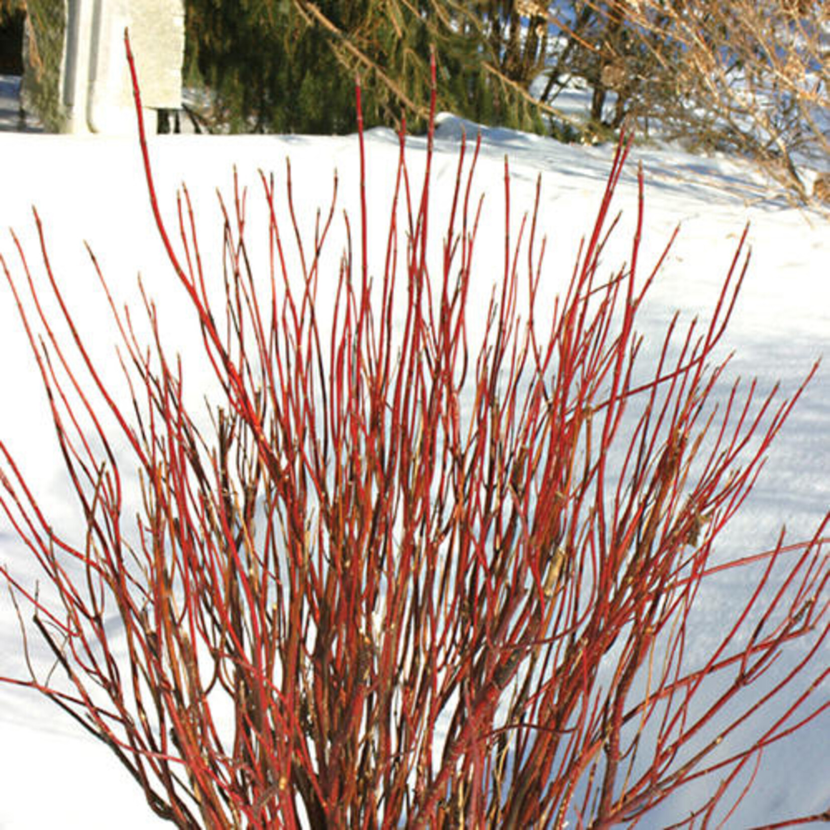 Dogwood Artic Fire Red 5Gal PW