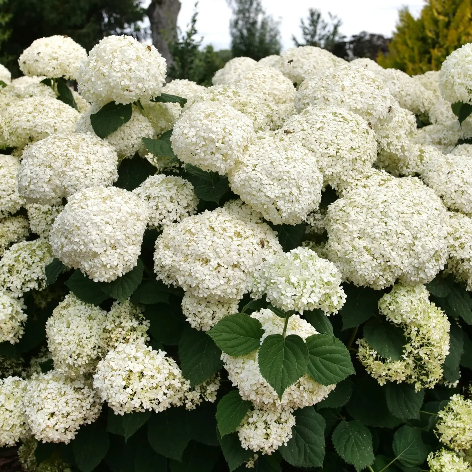 Hydrangea Incrediball Storm Proof