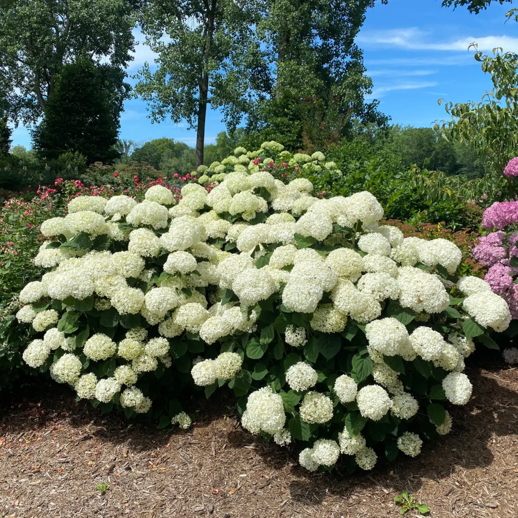 Hydrangea Incrediball Storm Proof PW 2Gal