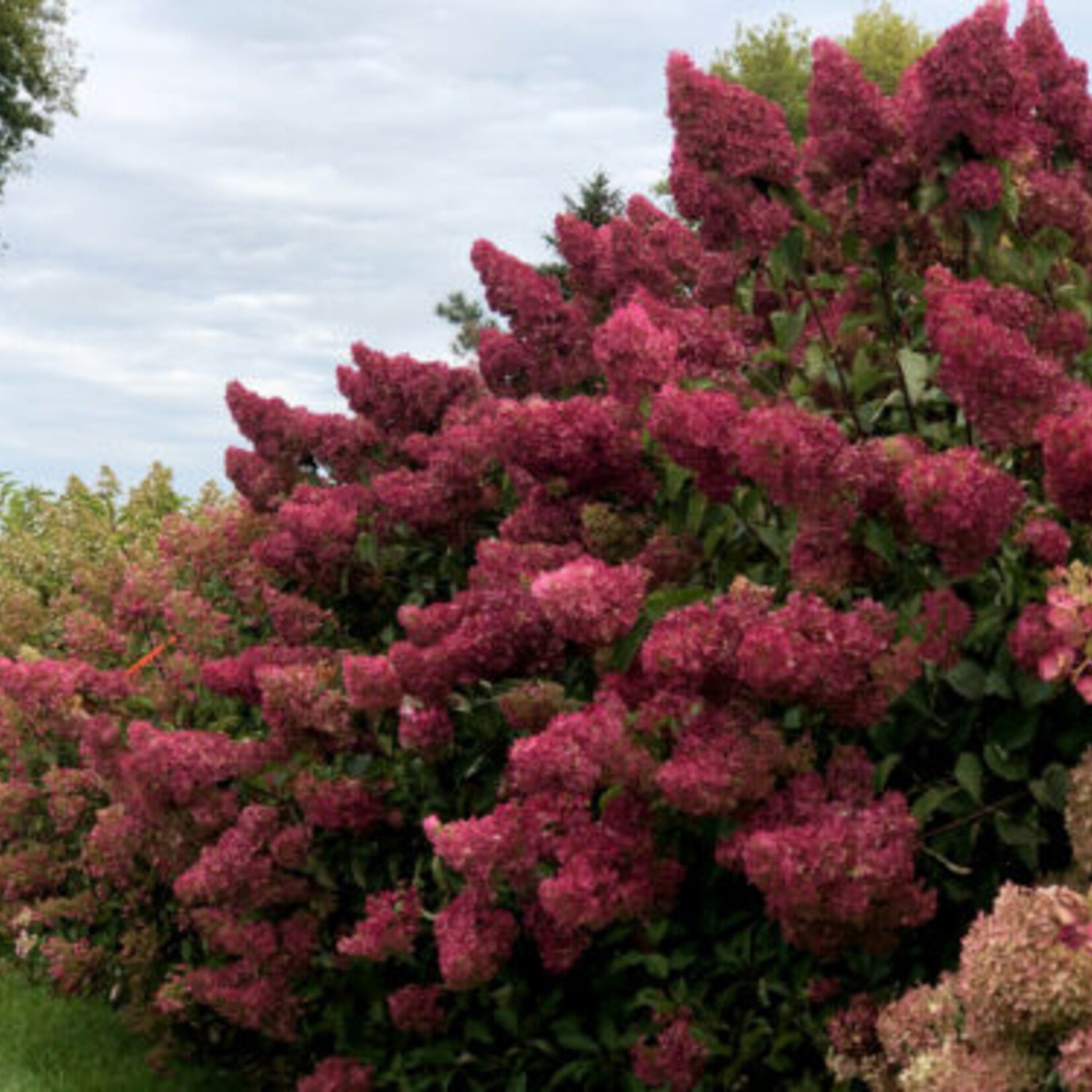 Hydrangea Berry White 2Gal